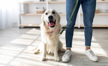 Tatlı Golden Retriever 'ını tasmalı, eve yürümeye hazır genç bir adamın görüntüsü, kopyalama alanı. Tanımlanamayan bin yıllık bir adam evcil köpeğiyle içeride vakit geçiriyor.