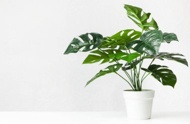 Beyaz tenceredeki canavar bitkisi fotokopi alanı ile aydınlık duvarın üzerinde.