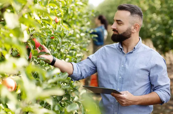 Meyve ekiminin kontrolü, ekin ekimi ve eko çiftliğinin yönetimini dijital cihazla kontrol edin. Sakallı genç çiftçi elinde tabletle yeşil ağaçlarla bahçedeki organik kırmızı elmaları kontrol ediyor.
