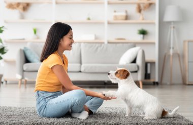 Keyifli, genç Asyalı kadın oturma odasında yerde oturmuş, akıllı tüylü yavrusu Jack Russel terrier cinsini eğitiyor. Pençe, yan görüş, kopyalama alanı vermek için. Ev konseptinde köpek eğitimi