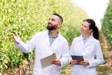 Profesyonel tarım uzmanları meyve bahçesinde çalışır, hasadı kontrol eder ve meyve yetiştirirler. Beyaz önlüklü, dijital tabletli mutlu sakallı genç erkek ve kadın yaprakların üzerinde, ağaçların üzerinde kırmızı olgun elmaları kontrol ediyor.