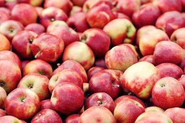 Kırsal tarzda, çiftçi pazarında, tezgahta veya kutuda elmalar. Yaz ve sonbaharda mevsimlik işler. Çiftlikte, depoda ya da mağazada, dışarıda, fotokopi alanında birçok lezzetli taze organik kırmızı meyve var.