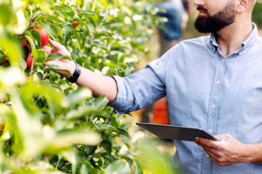Agronomist meyve bahçesini inceliyor ve tablet, ekolojik organik hasat ve modern cihaz kullanıyor. Meyve ağaçlarının fidanında tableti olan neşeli, genç, sakallı bir çiftçi. Elmayı kontrol ediyor, boş alanı kontrol ediyor.