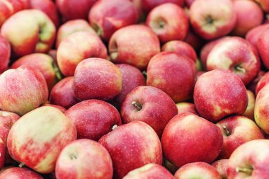 Doğal doku, mevsimlerde büyük hasat. Bahçeden toplanan taze organik elmalar, arka plan için yakın plan. Çiftlikte, depoda ya da dükkanda, dışarıda, fotokopi alanında bir sürü lezzetli taze kırmızı meyve var.