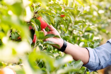 Meyve ekiminin kontrolü, ekin ekimi ve eko çiftliğinin yönetimini dijital cihazla kontrol edin. Sakallı genç çiftçi elinde tabletle yeşil ağaçlarla bahçedeki organik kırmızı elmaları kontrol ediyor.