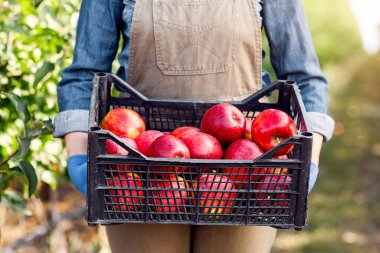 Çiftçi, tarımcı bahçedeki organik hasadı, küçük işletmeyi, çiftlikteki girişimi gösteriyor. Milenyum bahçıvanı önlüklü, eldivenler meyve bahçesinde kırmızı olgun elmalar tutuyor, kopyalama alanı, kırpma alanı...