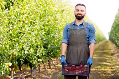 Köy tarım kavramlarını hasat et. Sağlıklı organik gıda, meyve ve vitamin. Üniformalı genç çiftçi büyük kırmızı olgun elmalarla dolu kutuyu yeşil yapraklı bahçe ağaçlarında taşır.