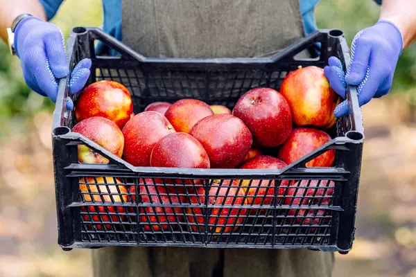 Çiftçi gururla meyve bahçesini, organik meyvelerini gösteriyor. Önlüklü ve eldivenli genç erkek bahçıvan kırmızı, büyük, parlak, olgun elmaları bahçedeki kara kutuda taşır.