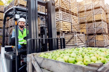Elmaları forkliftle yüklemek, ürünleri endüstriyel üretim suyuna taşımak. Meyve ve yiyecek dağıtımı. Milenyum adamı miğfer takıyor kamyon sürüyor, meyve kaldırıyor, arka planda bir sürü tahta kutu var.