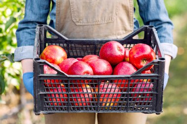 Sonbahar ve yaz aylarında büyük organik meyve hasadı, tarım ve eko ürünleri işi. Üniformalı kadın çiftçi yeşil arka planda büyük kırmızı olgun elmalarla dolu bir kutu taşıyor.