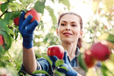 Tarım sektörü, tarım sektörü ve hasat endüstrisi. Neşeli, genç, çekici, eldivenli kadın çiftçi meyve tarlasında veya bahçede yeşil yapraklı ağaçtan kırmızı organik elmalar topluyor.
