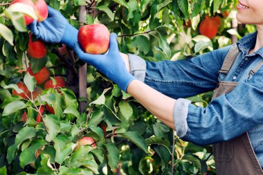 Meyve endüstrisi, iş ve girişim, çiftlikte hasat. Bin yıllık gülümseyen, önlüklü çekici bir kadın yazın veya sonbaharda bahçedeki yeşil fidanlıkta ağaçtan lezzetli kırmızı elmalar topluyor.
