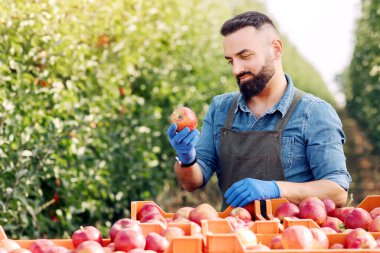 Eko meyve bahçesinde mevsimlik işler, tarım işçisi ürünlerin kalitesini kontrol ediyor. Organik doğal hasat. Gerçekten meşgul bir milenyum adamı bahçesinde olgun kırmızı elmalarla dolu kutuların yakınındaki ürünü kontrol ediyor.