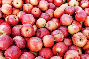 Meyve suyu ve püre üretimi için elma hasadı, meyve satışı ve iş. Çiftlikte, depoda ya da dükkanda, dışarıda, fotokopi alanında, panoramada bir sürü lezzetli taze taze kırmızı elmayı kapat.