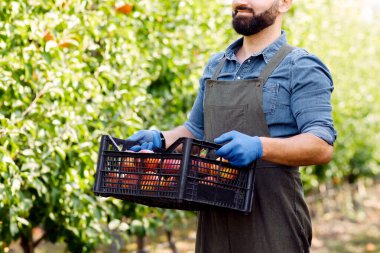 Dışarıda organik ve modern çiftlikte çalışmak, küçük işletmeler ve sağlıklı yiyecekler. Gülümseyen genç sakallı erkek bahçıvan önlüklü ve eldivenli çiftçi eko bahçesinde kırmızı, olgun elmaları kutuda taşıyor.