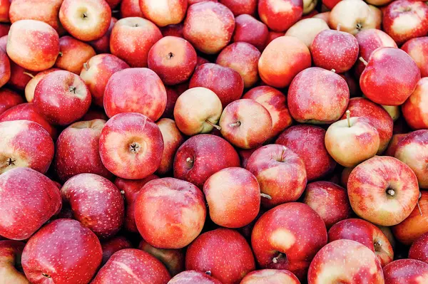 Meyve suyu ve püre üretimi için elma hasadı, meyve satışı ve iş. Çiftlikte, depoda ya da dükkanda, dışarıda, fotokopi alanında, panoramada bir sürü lezzetli taze taze kırmızı elmayı kapat.