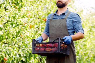 Genç çiftçi adam organik, sağlıklı organik gıdaları elinde tutuyor. Gülümseyen sakallı çiftçi, üniformalı işçi büyük kırmızı elmalarla dolu bir kutu taşıyor yeşil ağaçlı bir çiftlikte, boş bir alanda.