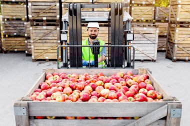 Meyve işi, organik meyve suyu üretimi ve depoda çalışmak. Büyük olgun elma hasadı. Millennial sakallı adam forklift kullanıyor, meyve kaldırıyor, arka planda tahta kasalar var.