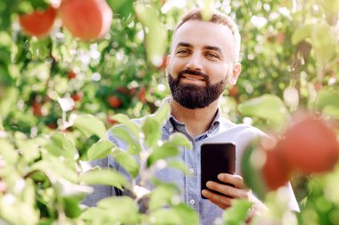 Modern çiftçiler dışarıdaki küçük işletmelerin hasadını ve meyve suyu üretimini kontrol ediyorlar. Mutlu sakallı milenyum adamı yeşil ağaçlı bir tarlada tabletle kırmızı elmaları kontrol ediyor, uzayı kopyalıyor.