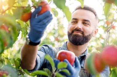 Tatmin olmuş çiftlik sahibi, tarım uzmanı, organik bahçede hasat yapan çiftçi. Milenyum sakallı bahçıvan eldivenli çiftçi meyve bahçesindeki ağaçtan büyük, parlak, olgun elmaları topluyor. Yaklaş, güneş parlıyor.