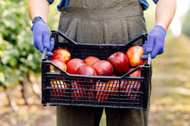 Yaz ve sonbahar mevsimlerinde büyük meyve hasadı, eko çiftliği ve küçük işletmelerde çalışmak. Milenyum erkek bahçıvan, önlüklü çiftçi, eldivenli kırmızı, büyük, olgun elmaları bahçedeki kutuda taşıyor.