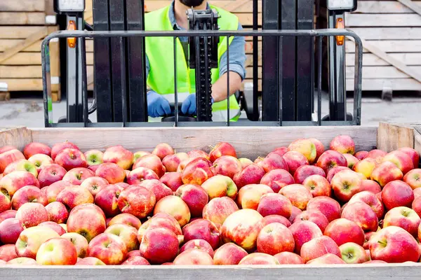 Mallar için nakliye, depoda çalışmak, teslimat ve dağıtım. Forklift kamyonunda gülümseyen yetişkin adam sürücüsü raflardaki kırmızı elmaları kaldırır, tahta kutular üzerinde.