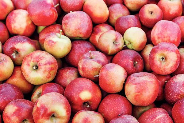 Büyük ahşap konteynırlardaki ağaçlardan toplanmış. Meyve hasadı, çiftlik işleri ve sulu elmalar. Çiftlikte, depoda, dükkanda, dışarıda, fotokopi alanında bir sürü nefis olgun kırmızı elma var.