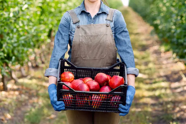 Eko tarım, hasat, bitki yetiştirme ve meyve endüstrisi. Gülümseyen bin yıllık kadın bahçıvan, önlüklü çiftçi ve eldivenli çiftçi bahçedeki kutuda kırmızı, olgun elmaları gösteriyor.