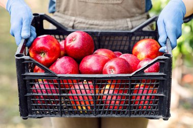 Eko çiftliğinde iyi hasat, satılık organik meyveler toplamak. Genç bahçıvan, çiftçi, önlüklü ve eldivenli işçi, kırmızı, büyük, olgun elmaları, bahçedeki kara kutuda, kopyalama alanında, kırpma alanında, kapanışta gösteriyor.