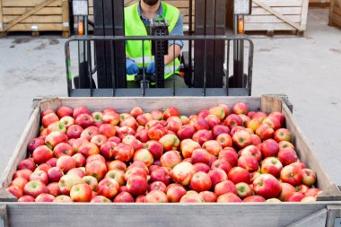 Modern üretim ve endüstri, organik meyve depolama ve satışında çalışıyor. Sabit şapkalı yetişkin sakallı adam forklift kullanıyor, kırmızı, olgun, eko elmaları kaldırıyor, bir çok tahta kasada.