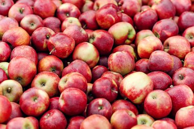 Çiftlik bahçesinden organik ürünler, iyi hasat ve başarılı iş, doğa dokusu. Bahçede, markette, depoda, açık havada, fotokopi alanında bir sürü lezzetli kırmızı elma var.