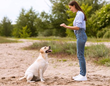 İtaat kavramı. Genç kız Golden Retriever 'ına oturmayı öğretiyor, kumsalda oynuyor, kopyalama alanı.
