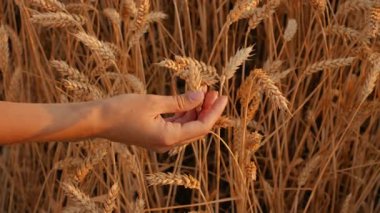 Bir el, gün batımında yemyeşil bir tarlada altın buğday saplarına dokunmak için uzanır. Güneş ışığı olgunlaşan taneleri vurgular, dingin bir ortam yaratır..