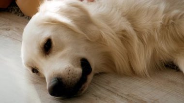 Golden Retriever yerde huzur içinde yatıyor ve Şükran Günü 'nün rahat atmosferinin tadını çıkarıyor. Köpek yakınlarda dinlenirken aile toplantıları sıcaklık ve neşe getirir..