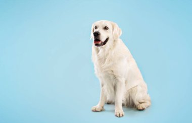 Tatlı Labrador köpeği dinleniyor ve uzaklara bakıyor. Mavi stüdyo arka plan duvarında izole bir şekilde yerde oturuyor. Bedava fotokopi alanı, afiş. Evcil hayvan konsepti
