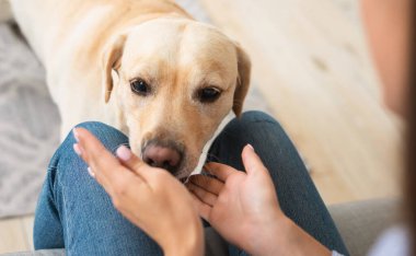 Hayvan Bakımı ve Aşk Konsepti. Labrador Retriever 'ın yakın plan portresi modern dairede sahibiyle oynamaya hazır bulanık arka plan, oturma odasında kadın eli koklayan evcil hayvan.