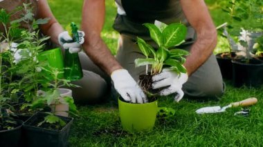 İki birey, güneşli bir açık alanda diğer saksılarla çevriliyken bir tencereye sağlıklı bir yeşil bitki ekerek bahçıvanlık yapıyor..