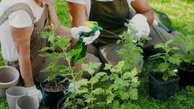 İki birey bahçıvanlık yapmaktan, genç bitkileri ilaçlarla beslemekten ve demlik hazırlamaktan zevk alıyor. Parlak yeşil çevre canlı bir atmosfer yaratıyor, doğaya ve bahçeciliğe olan sevgiyi teşvik ediyor..