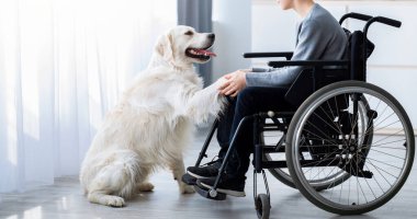 Olumlu engelli bir genç köpeğiyle oynuyor, patisini evde tutuyor, uzun boylu. Tekerlekli sandalyede alışveriş yapan, Golden Retriever eğiten ve evcil hayvanlarla arkadaş olan gençlerin yan görünüşü.