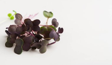 Beyaz arka plan üzerinde kopya alanı, üstten görünüm izole mikro Yeşiller. Kırmızı lahana bebek lahanası, mockup sağlıklı beslenme ve organik Restoran reklam yemek için ürün yelpazesine