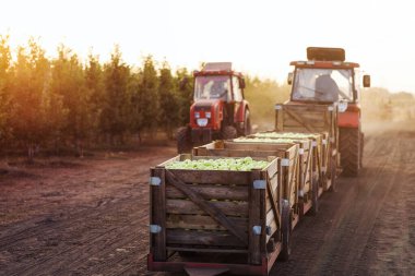 Modern eko çiftliği, organik meyve hasadı toplayıp depoya teslim etmek. Tramvaylı traktör, yeşil olgun elmaları eko köyünün bahçesinden, açık alandan, boş alandan, güneş ışığından gelen tahta kutularda taşır.