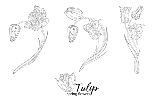 Graficzne Kompozycje Kwiatowe Kwiatami Tulipanów Kwiaty Wiosenne — Wektor stockowy