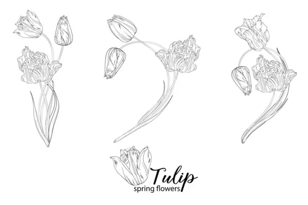 Graficzne Kompozycje Kwiatowe Kwiatami Tulipanów Kwiaty Wiosenne — Wektor stockowy