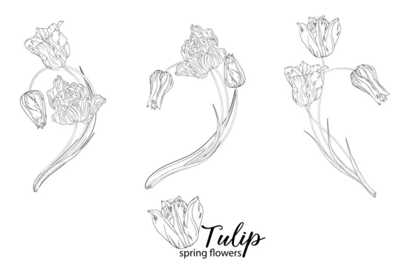 Grafische Bloemstukken Met Tulpenbloemen Voorjaarsbloemen — Stockvector