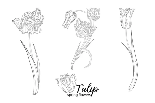 Arranjos Florais Gráficos Com Flores Tulipa Flores Primavera —  Vetores de Stock