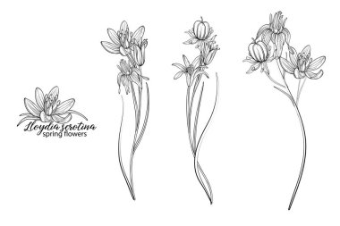 Lloydia serotina çiçeklerinden oluşan çiçek seti. Bahar çiçekleri. Lloydia serotina