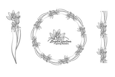 Lloydia serotina çiçeklerinden oluşan çiçek seti. Bahar çiçekleri. Lloydia serotina