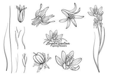 Lloydia serotina çiçeklerinden oluşan çiçek seti. Bahar çiçekleri. Lloydia serotina