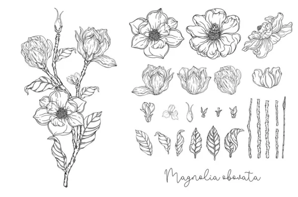 白黒のグラフィック 白いマグノリア ベクトルイラスト 植物図 — ストックベクタ