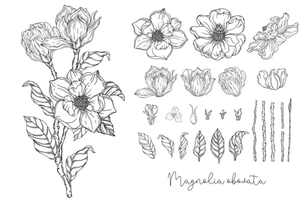 Grafica Bianco Nero Magnolia Bianca Illustrazione Vettoriale Illustrazione Botanica — Vettoriale Stock